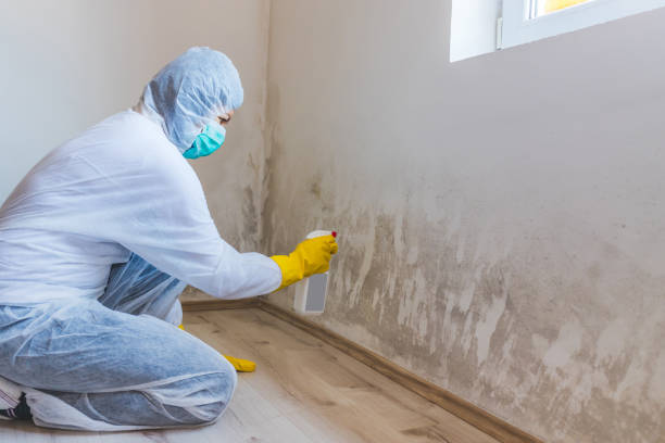 Licensed Attic Mold Removal service in Bowie, TX - WQB Mold Removal