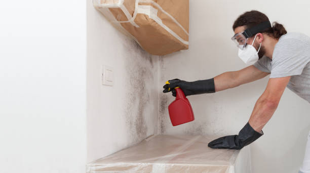 Professional Attic Mold Removal technician working in Bowie, TX
