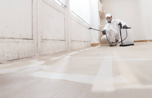 24/7 Emergency Attic Mold Removal experts in Bowie, TX