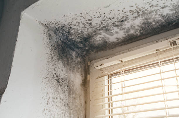 Affordable Attic Mold Removal solutions in Bowie, TX