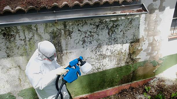 Top rated local Attic Mold Removal specialists in Bowie, TX
